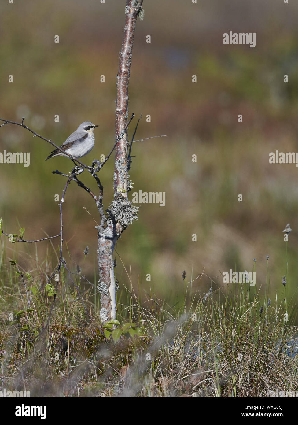 wheatear Stock Photo