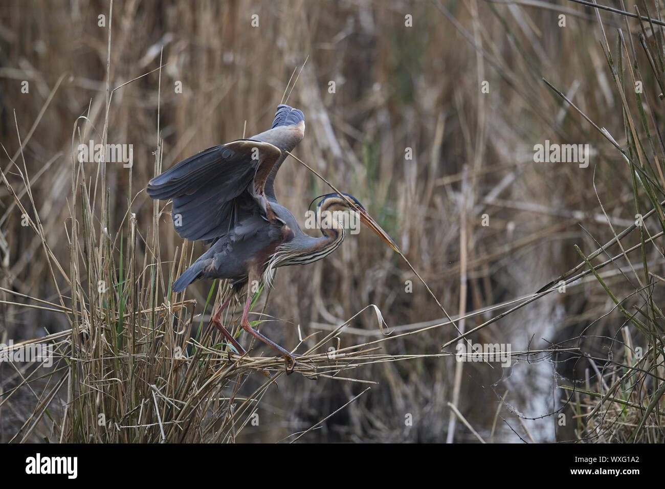 Purple Heron Stock Photo