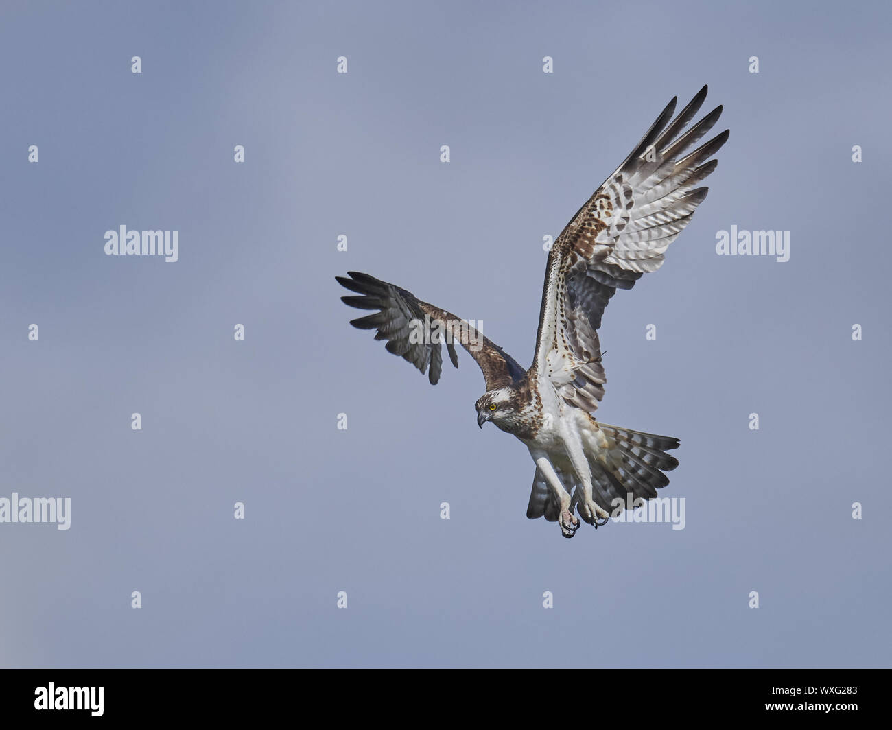 osprey Stock Photo