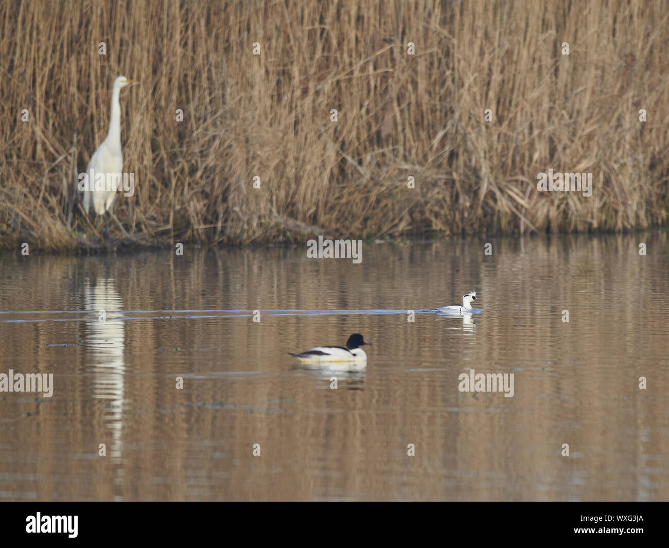 Little Merganser Stock Photo