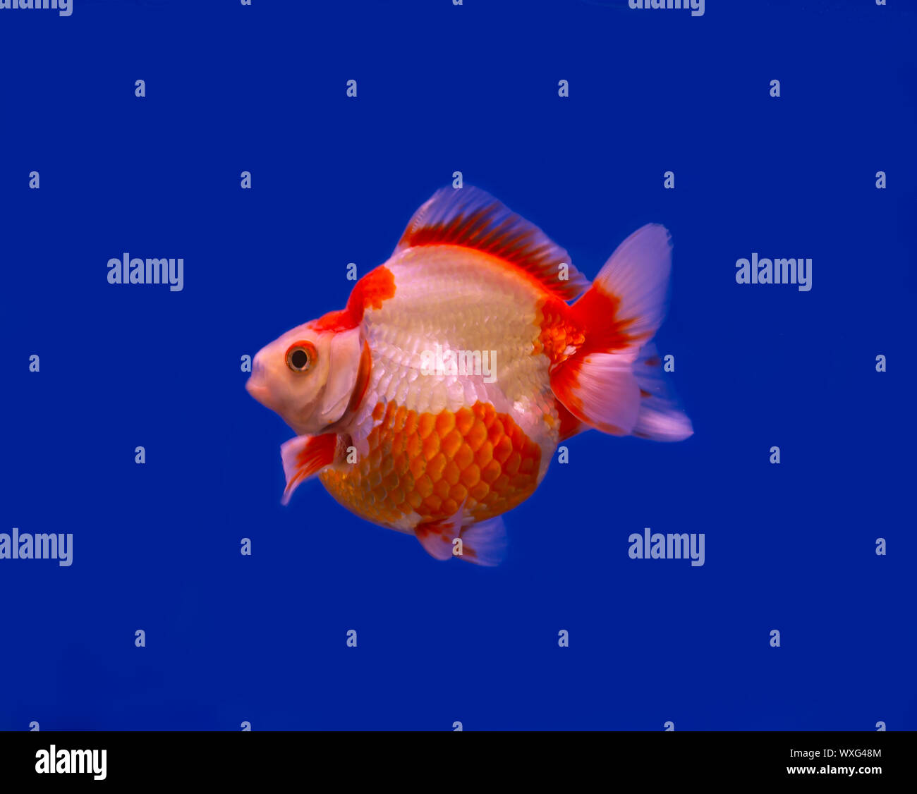 Red and white Ryukin goldfish on blue background Stock Photo