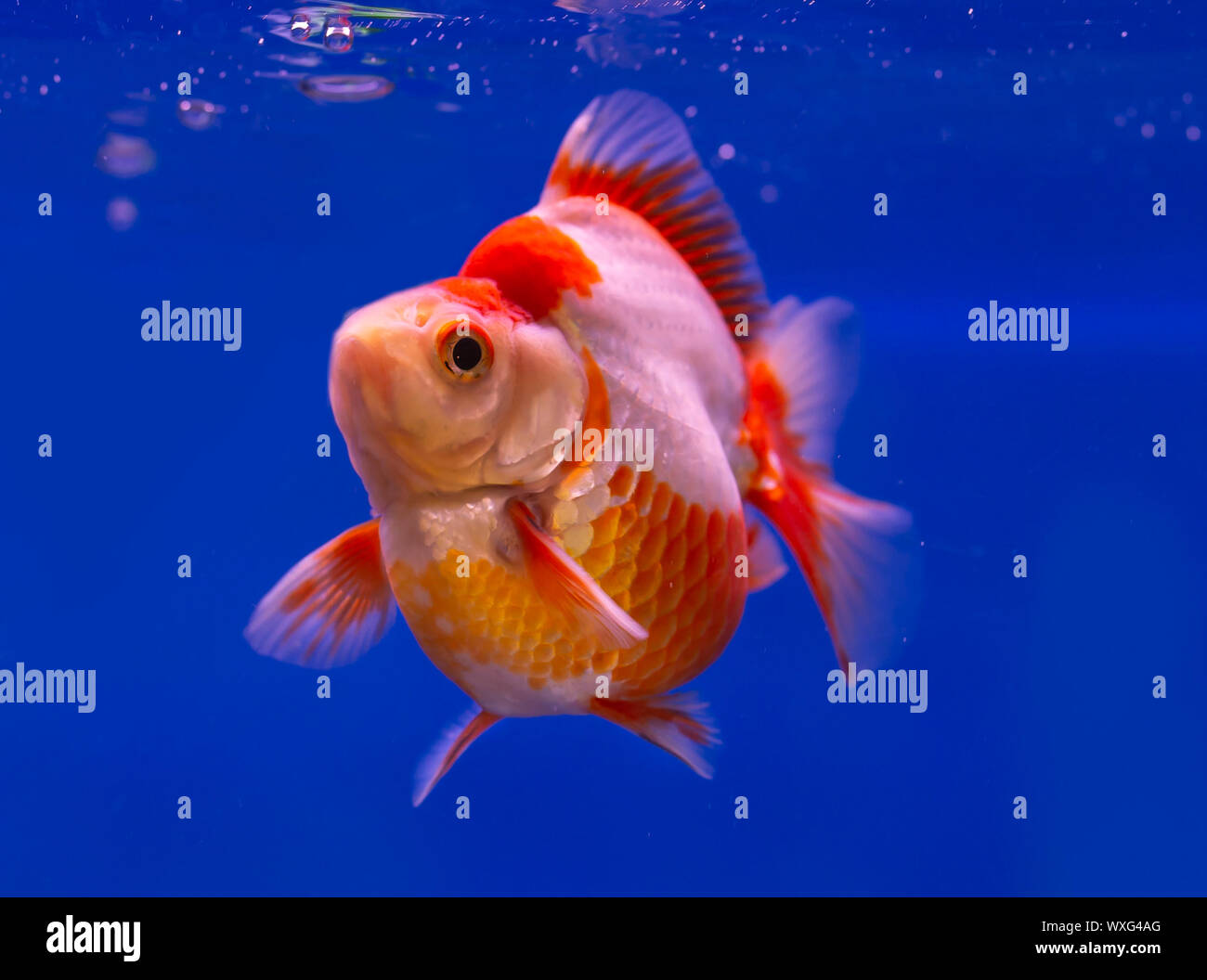 Red and white Ryukin goldfish on blue background aquarium Stock Photo
