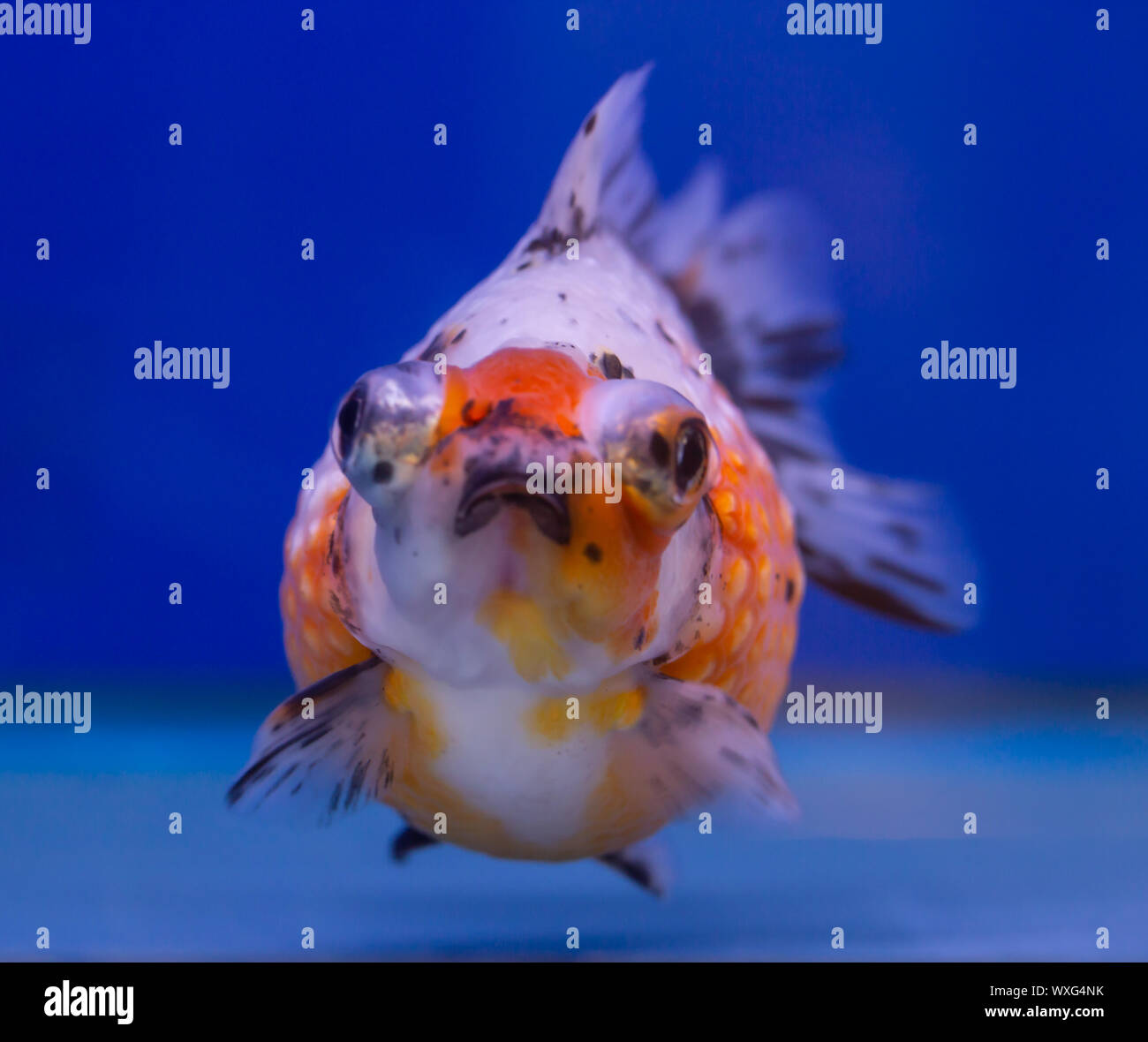 Calico pearl scale fish on blue background Stock Photo