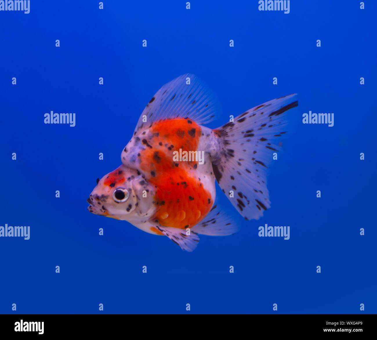 Calico Ryukin goldfish on blue background aquarium Stock Photo