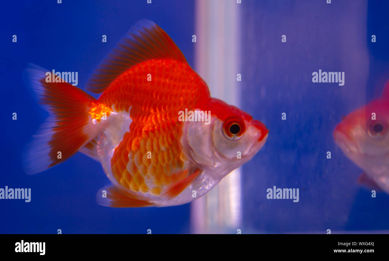 Red and white Ryukin goldfish and reflection Stock Photo