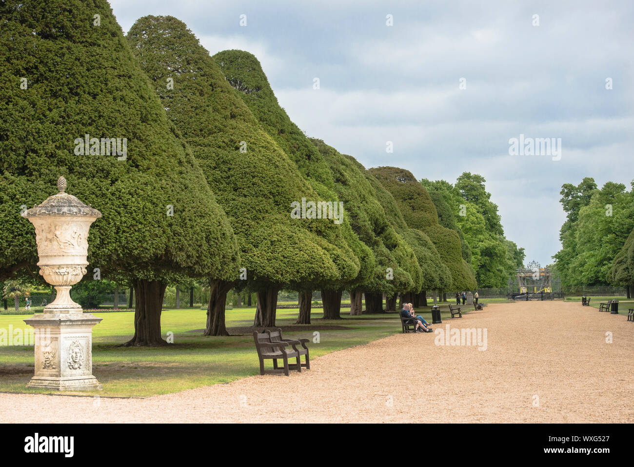 Mushroom shaped topiary Yew trees lining the wide avenue of the formal Great Fountain Garden of Hampton Court Palace. Royal palace near London, UK/ Stock Photo