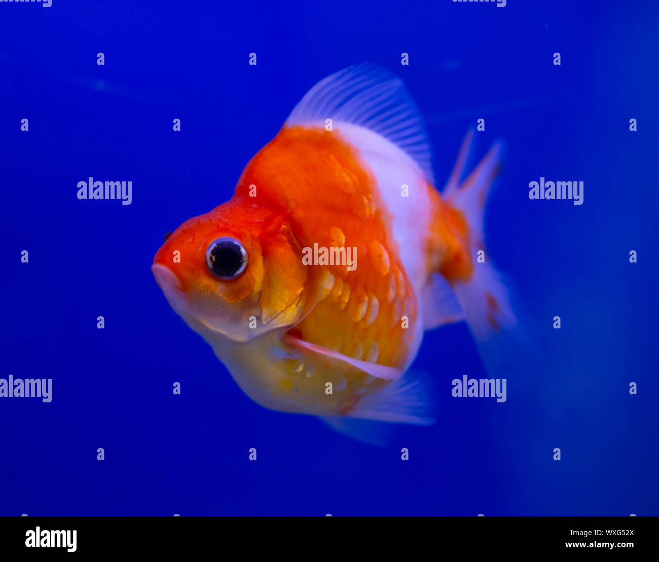Red and white Ryukin goldfish on blue background Stock Photo
