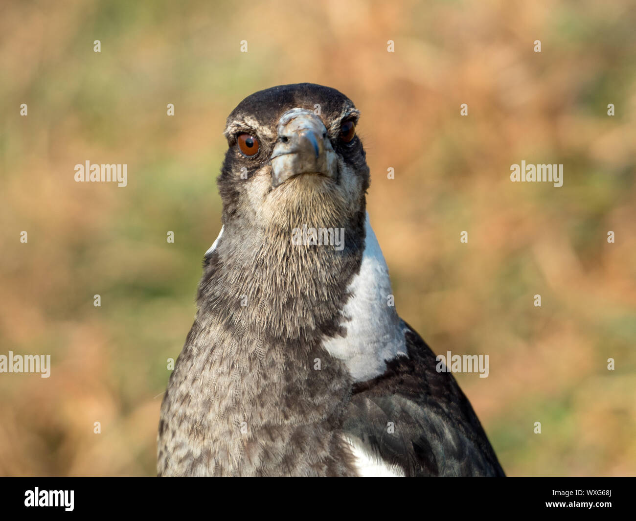 Closeup bird portrait, Australian magpie, black and white feathered, Australia Stock Photo Alamy