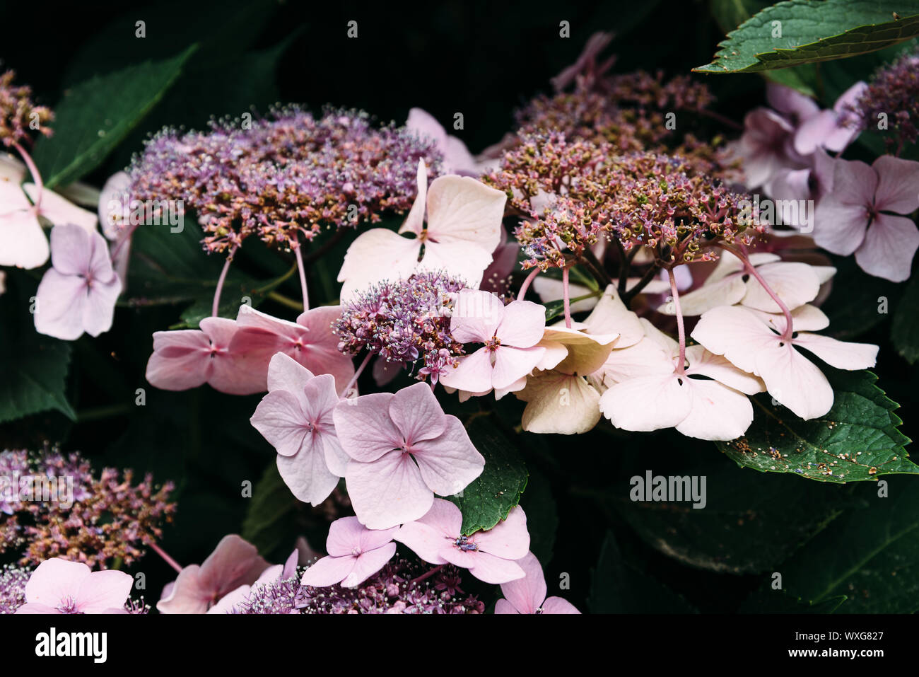 Les Pins Noirs Hydrangea Serrata Beni Yama Et H Involucrata