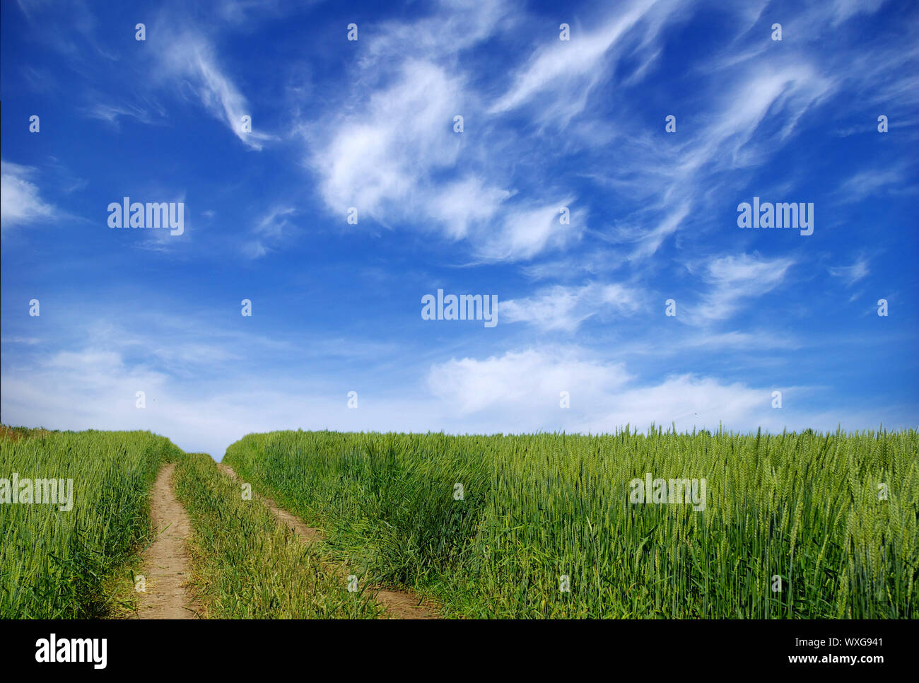 Early summer corn with a blue sky background Stock Photo - Alamy