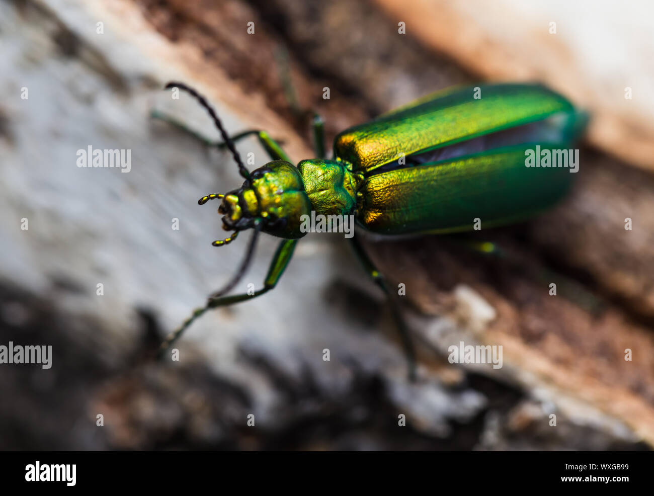 cantharis lytta vesicatoria, green beetle on a birch stump Stock Photo