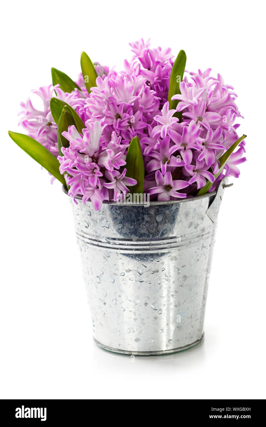 Beautiful Hyacinths in vase over white Stock Photo Alamy
