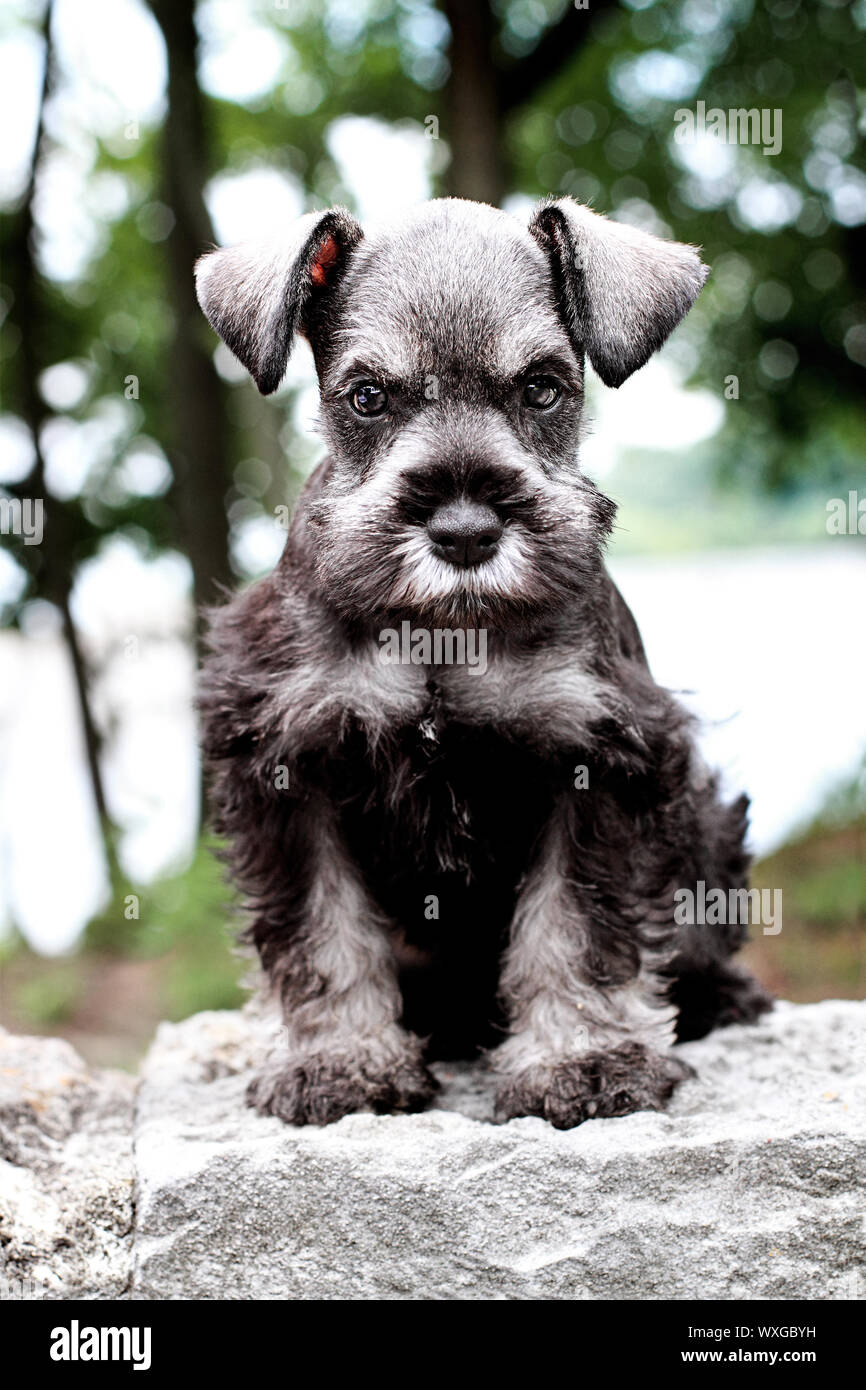 Six week old salt and pepper Mini Schnauzer sitting outside. Extreme shallow depth of field with