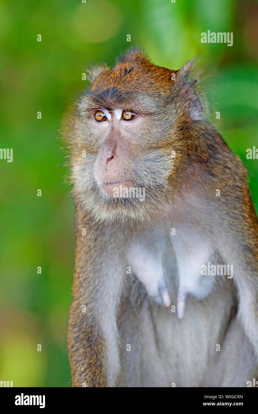 Macaque Monkey in the jungel of Philippines Stock Photo Alamy