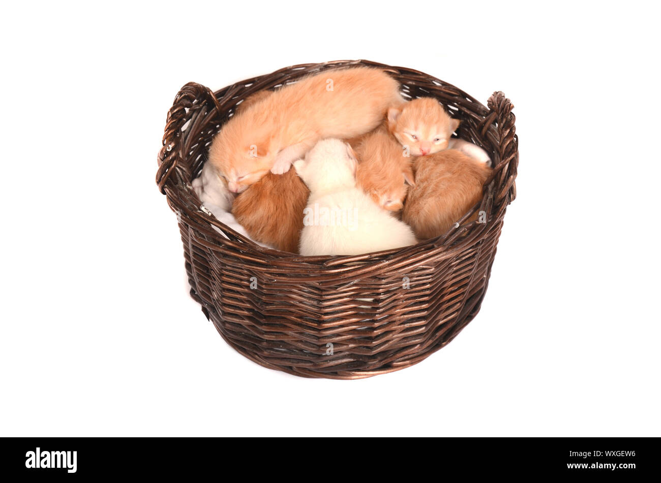 Newborn ginger, orange, marmalade and champagne kittens in a basket. Stock Photo