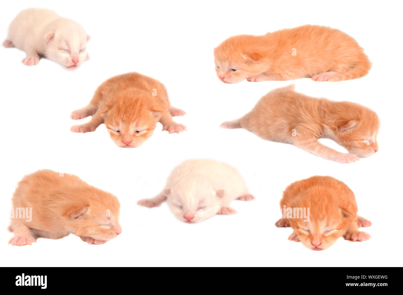Group collage of newborn ginger, orange marmalade, white, and champagne kittens on white. Stock Photo