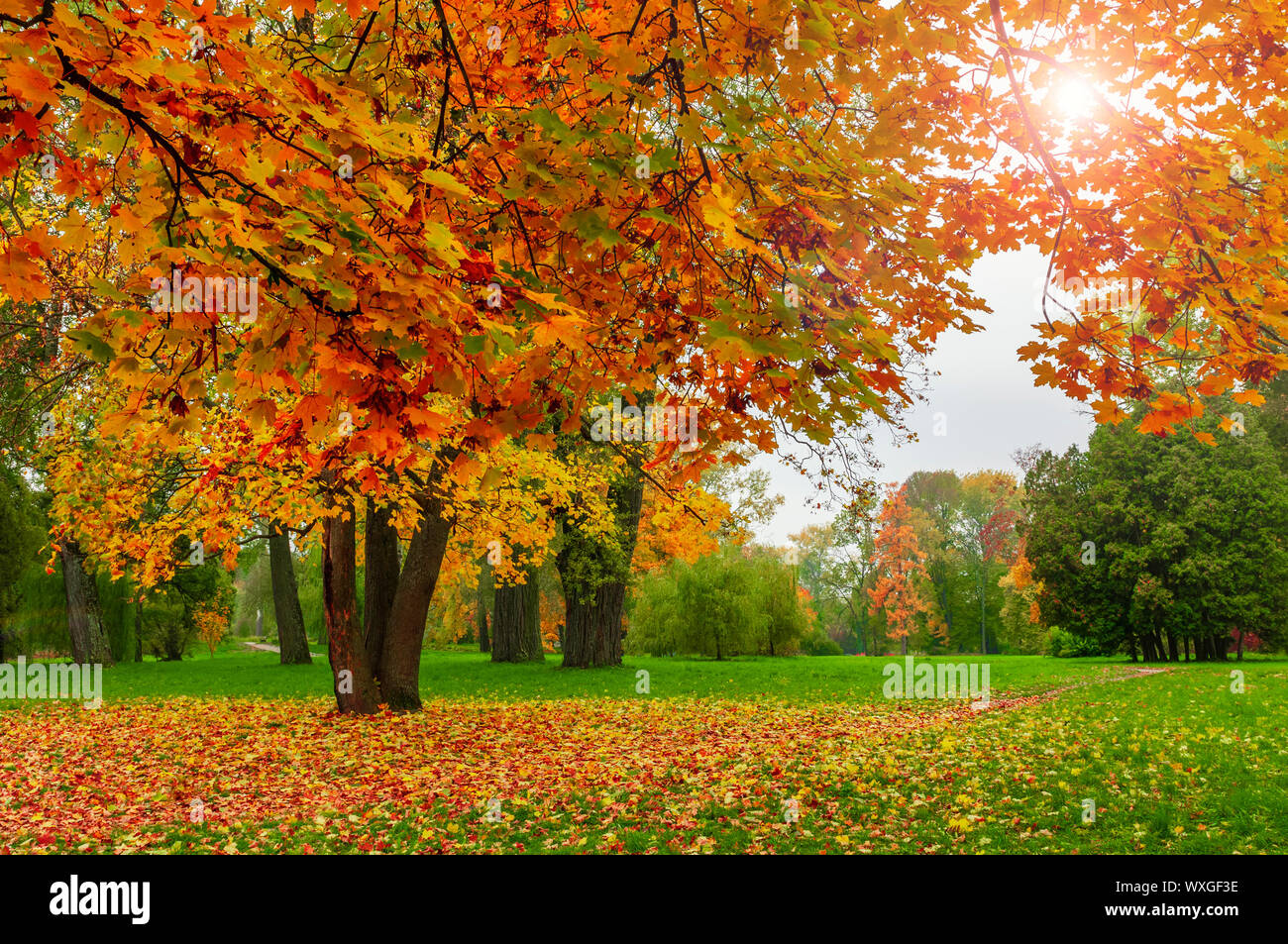 Golden fall colors in the park. Bright maple trees with red and yellow ...