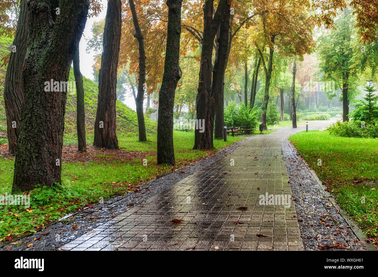 Wet alley in the autumn park. Rainy weather forecast Stock Photo