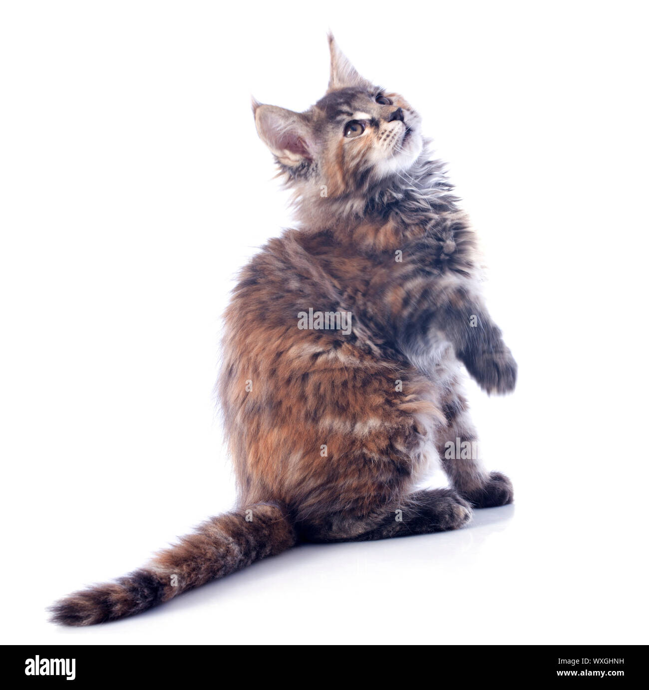portrait of a purebred maine coon kitten on a white background Stock