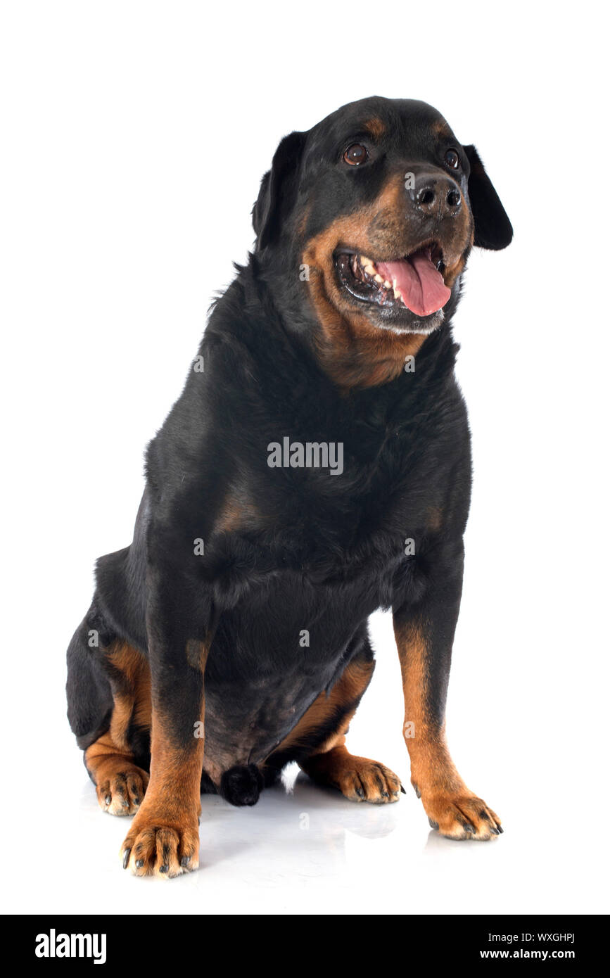 portrait of a purebred senior rottweiler in front of white background ...