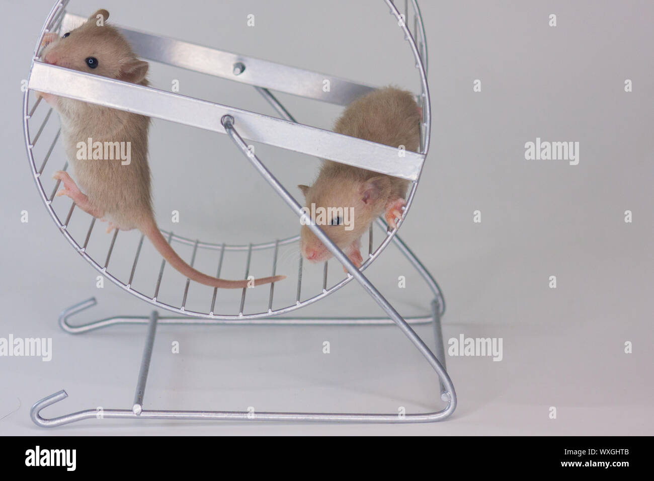 The concept of sport. Rats run in the wheel. Mice spin a special wheel