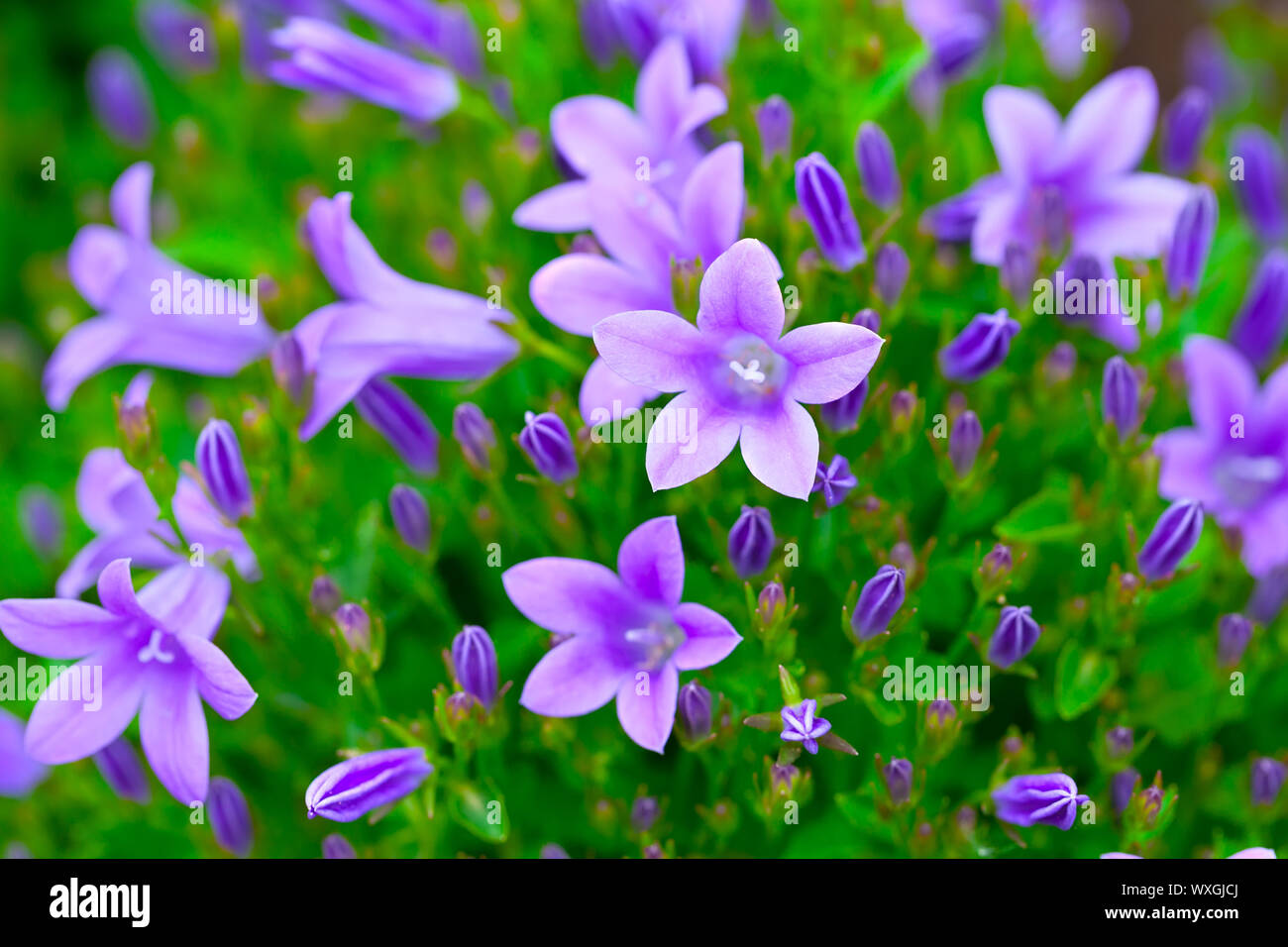 campanula  (or bellflowers), floral background. Stock Photo