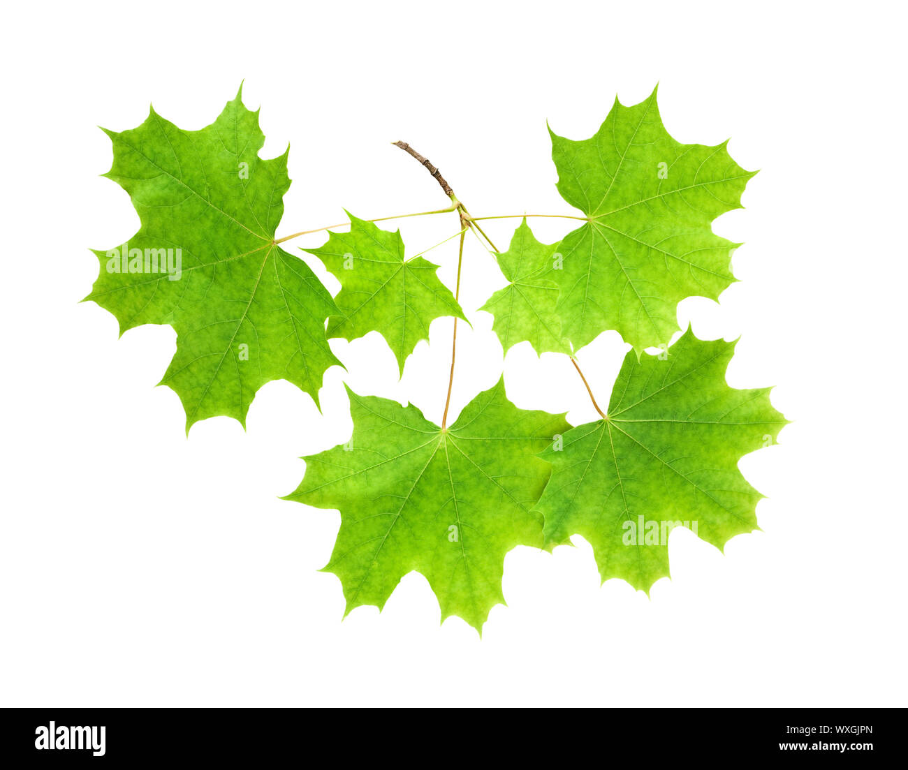 Branch of a maple with leaves on a white background isolated Stock ...