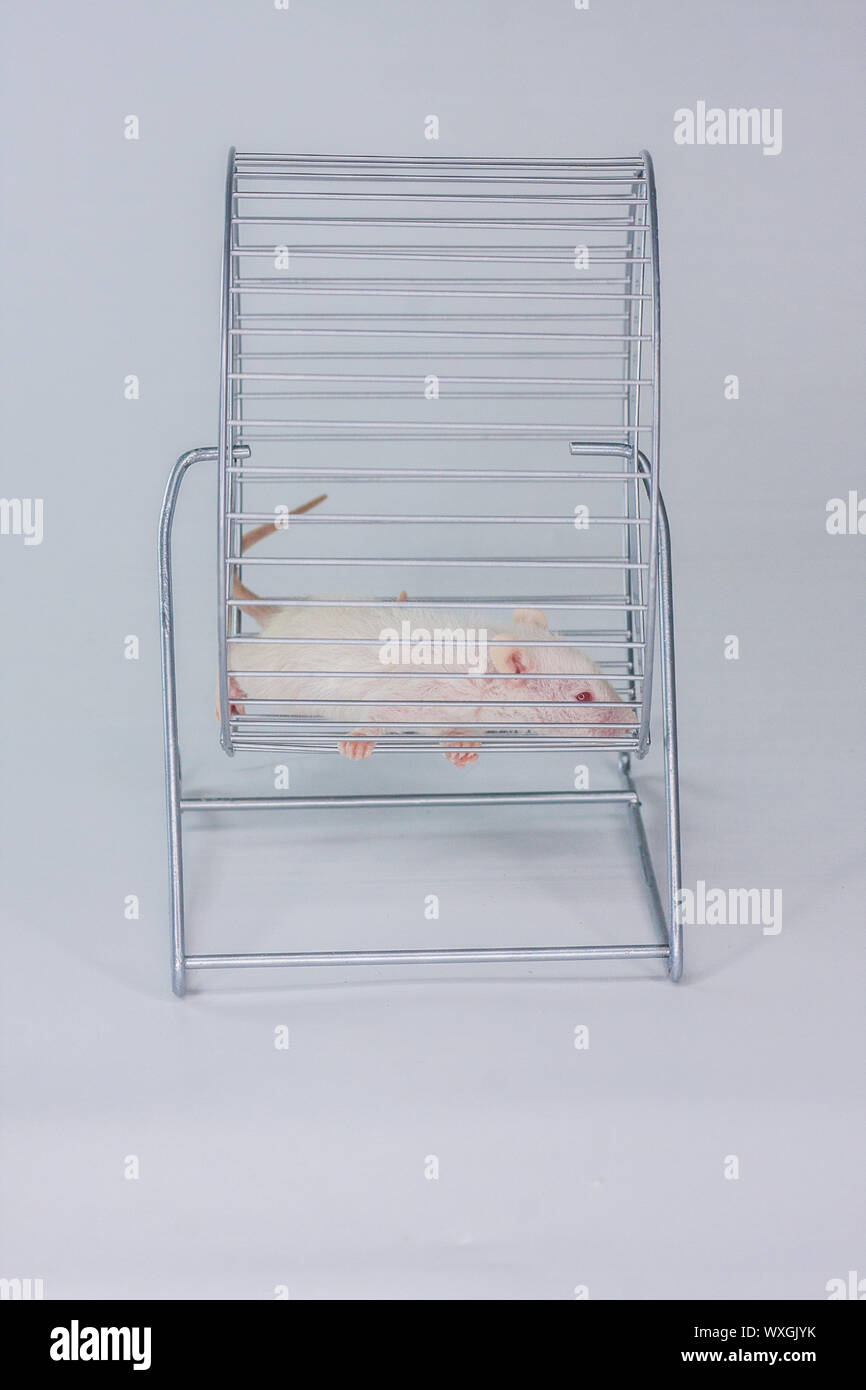 The concept of sports exercises. The mouse runs in the wheel. The rat ...