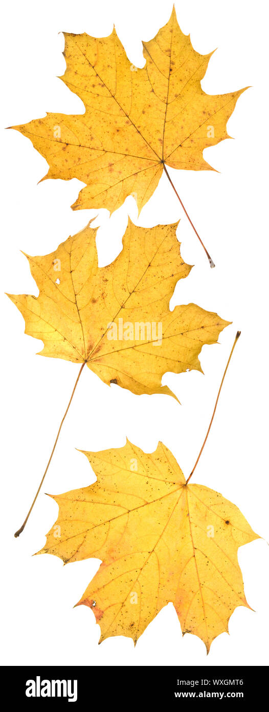 leaf on wihite Stock Photo