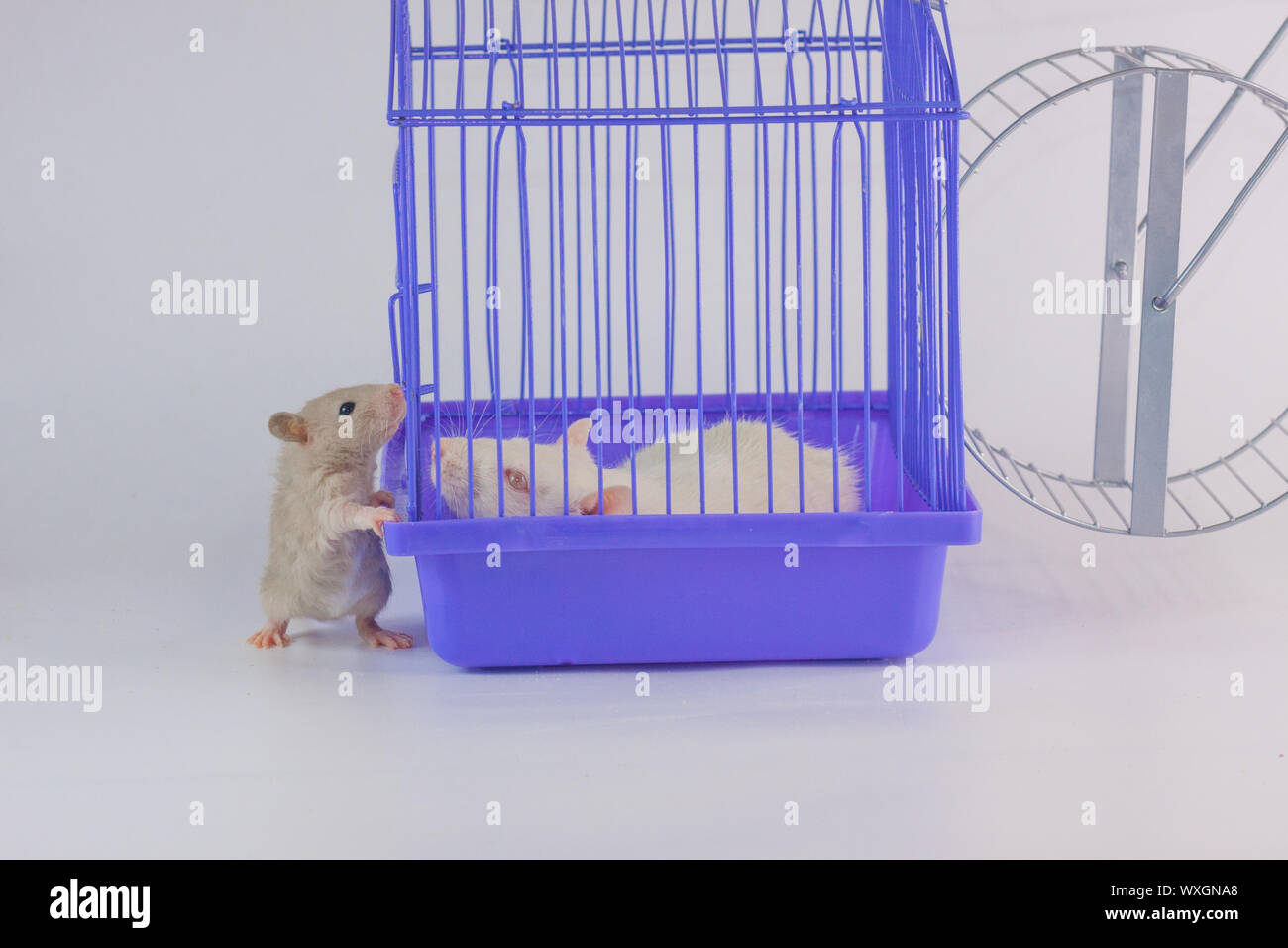 Friendship concept. Mice communicate through the cage. The rat is