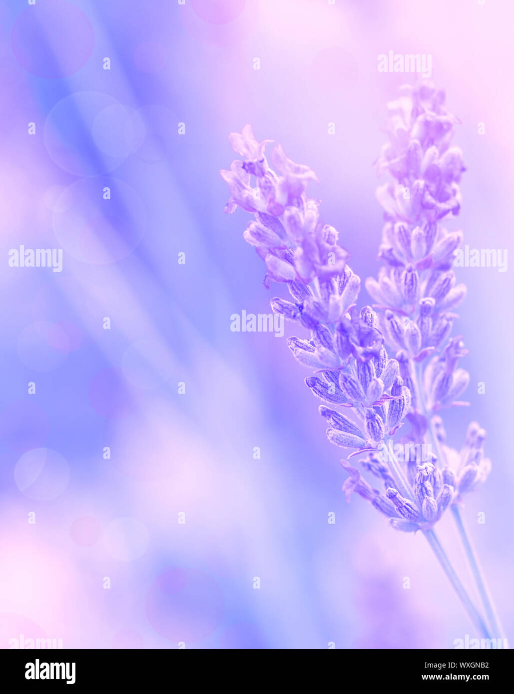 Closeup on beautiful gentle lavender flower on blurry purple background,  soft focus, violet wildflower, summer time nature Stock Photo - Alamy, image size:1029x1390