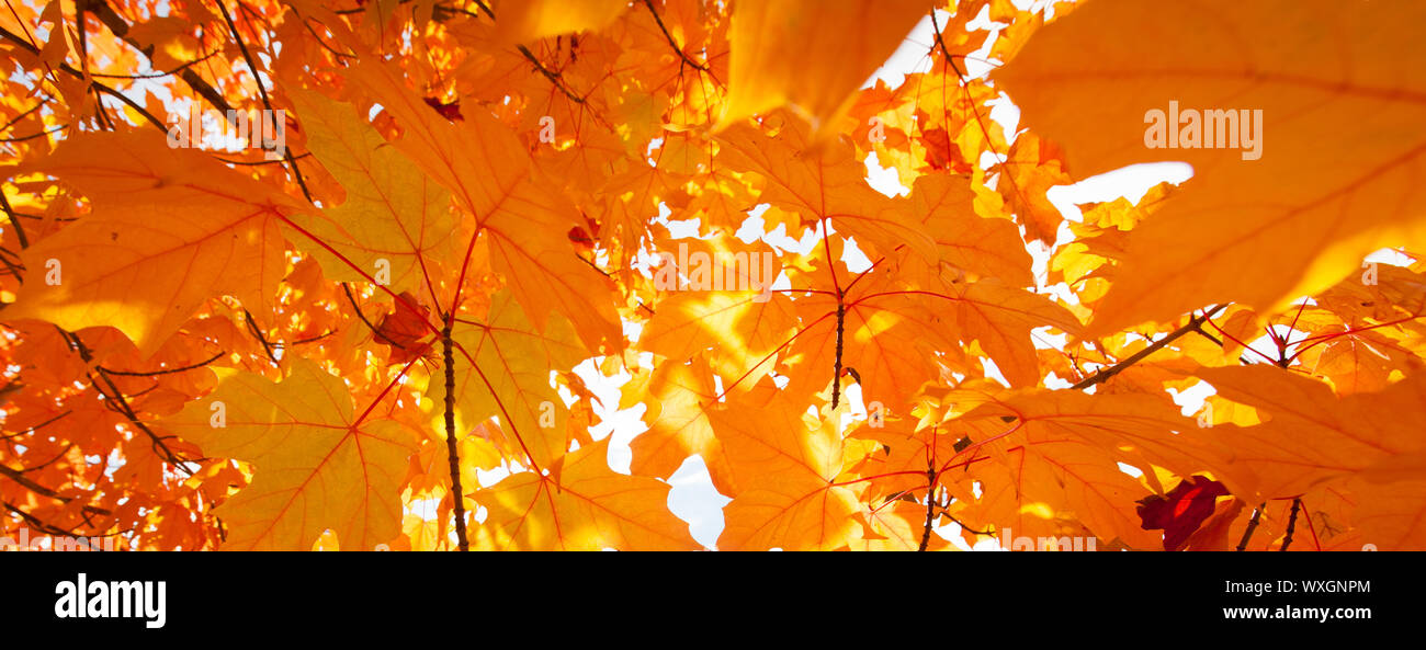Autumn leaves blowing in the wind Stock Photo Alamy