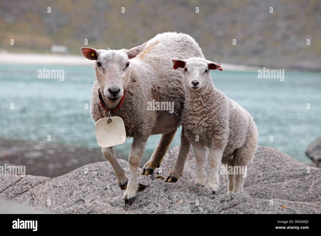 Sheep and lamb in coast Stock Photo