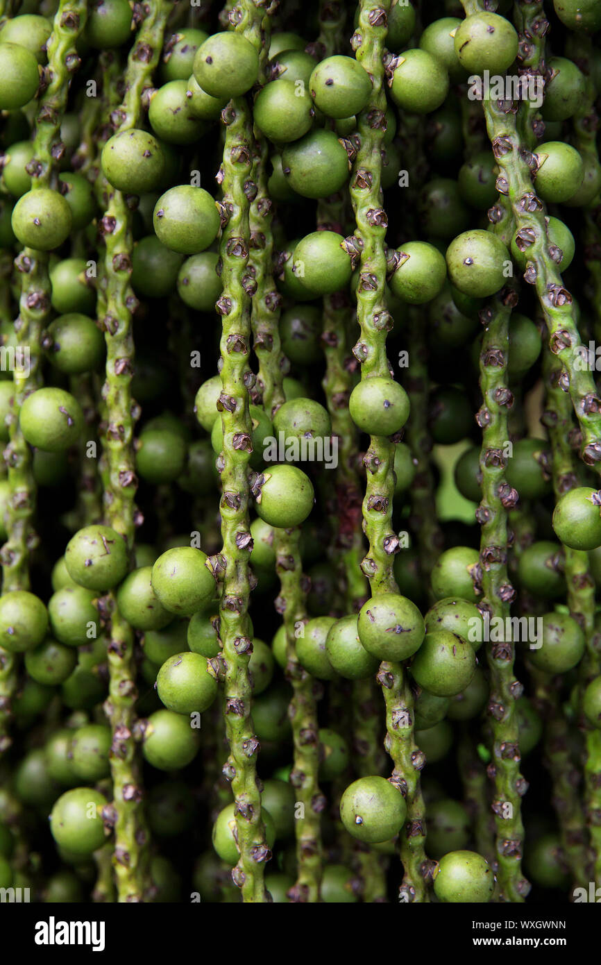 arenga pinnata palm seed background Stock Photo