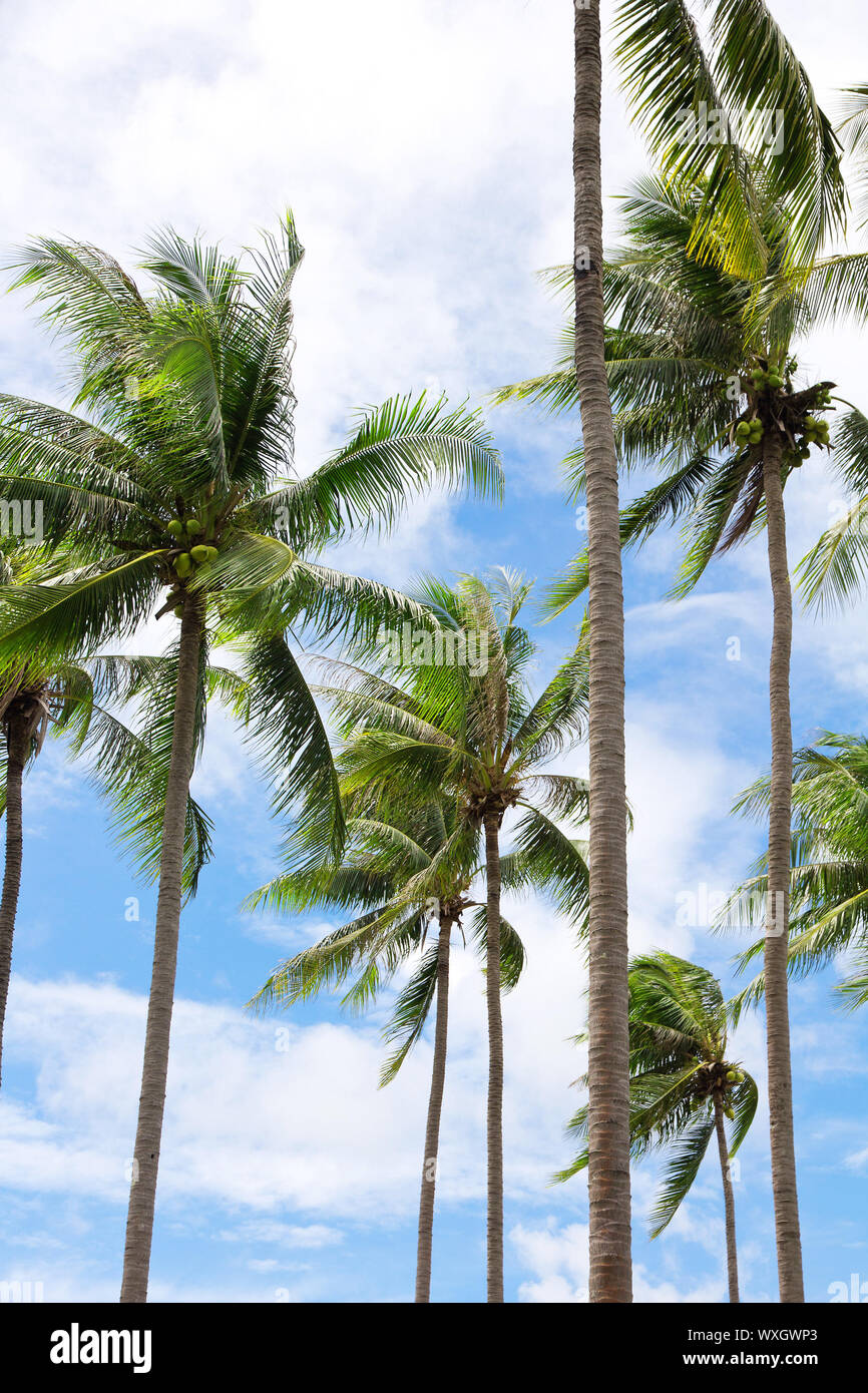 Group of coconut palm trees Stock Photo - Alamy