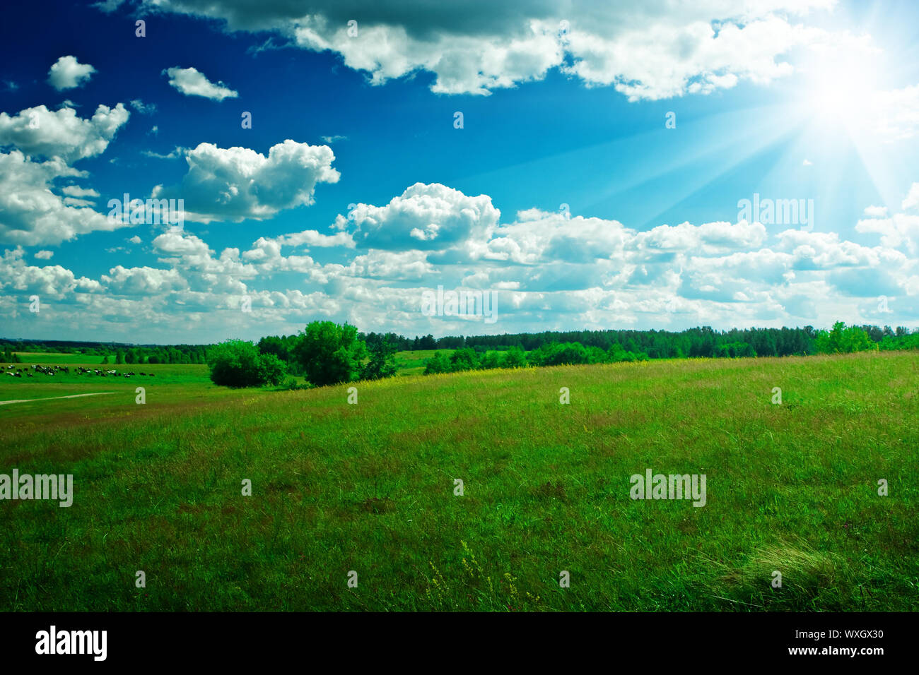 green field with beauty blue sky and sun Stock Photo - Alamy
