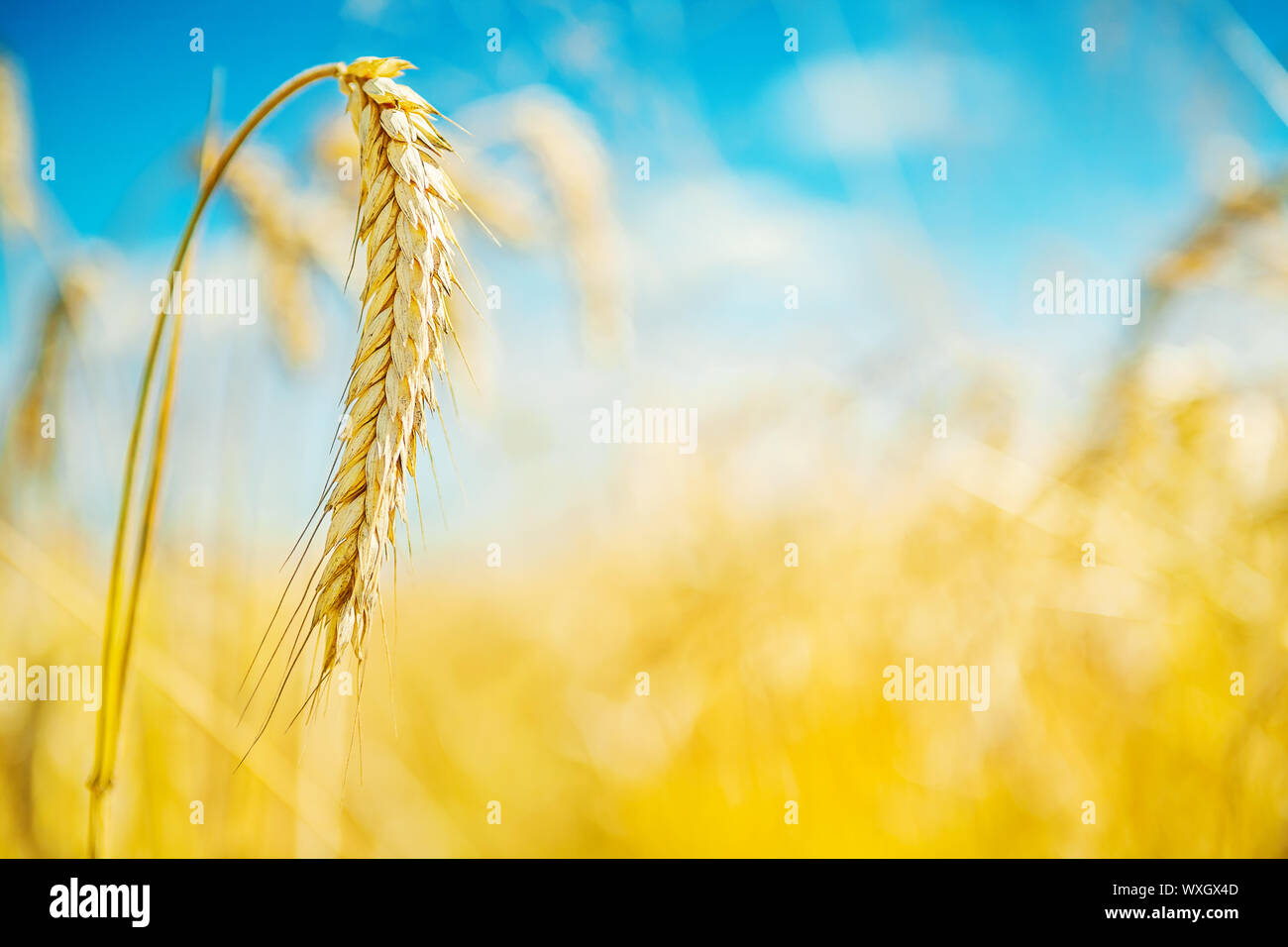 wheat plant Stock Photo