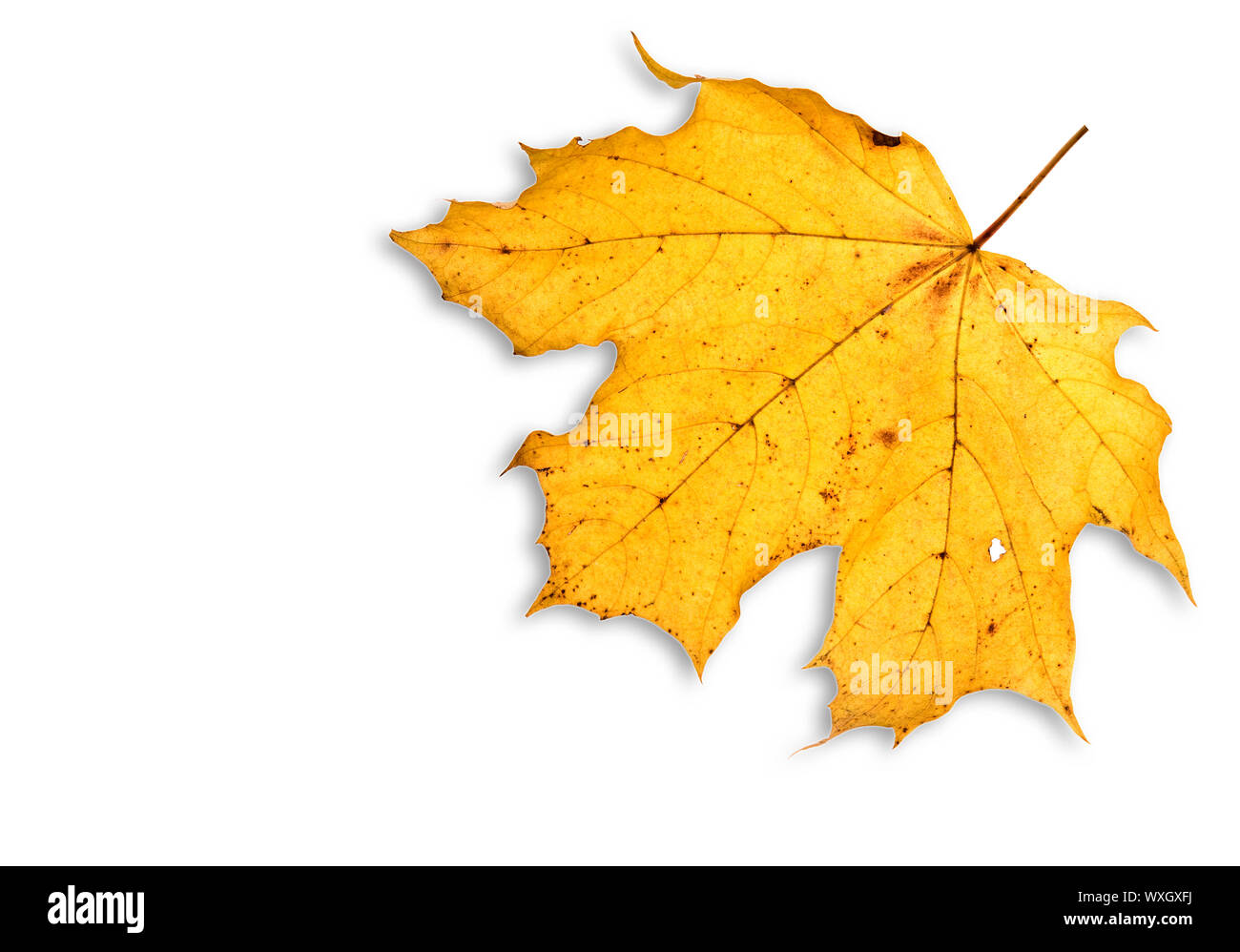 leaf on white isolated Stock Photo