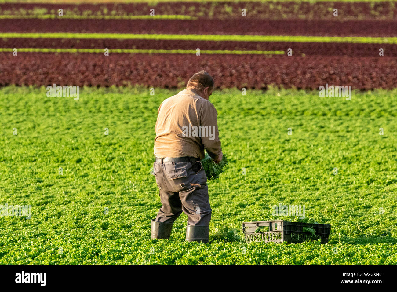 Burscough, Lancashire, UK. 17th Sep, 2019. EU Nationals harvesting lettuce face an uncertain future. The farms & farmers consistently rely on a large number of immigrant and migrant works to assist in the labour intensive planting, weeding and harvesting of salad crops, and whose employment remains in some doubt as negotiations start over Brexit. Britain's food production depends on seasonal migrant labour from the EU. Credit; Credit: MediaWorldImages/Alamy Live News Stock Photo