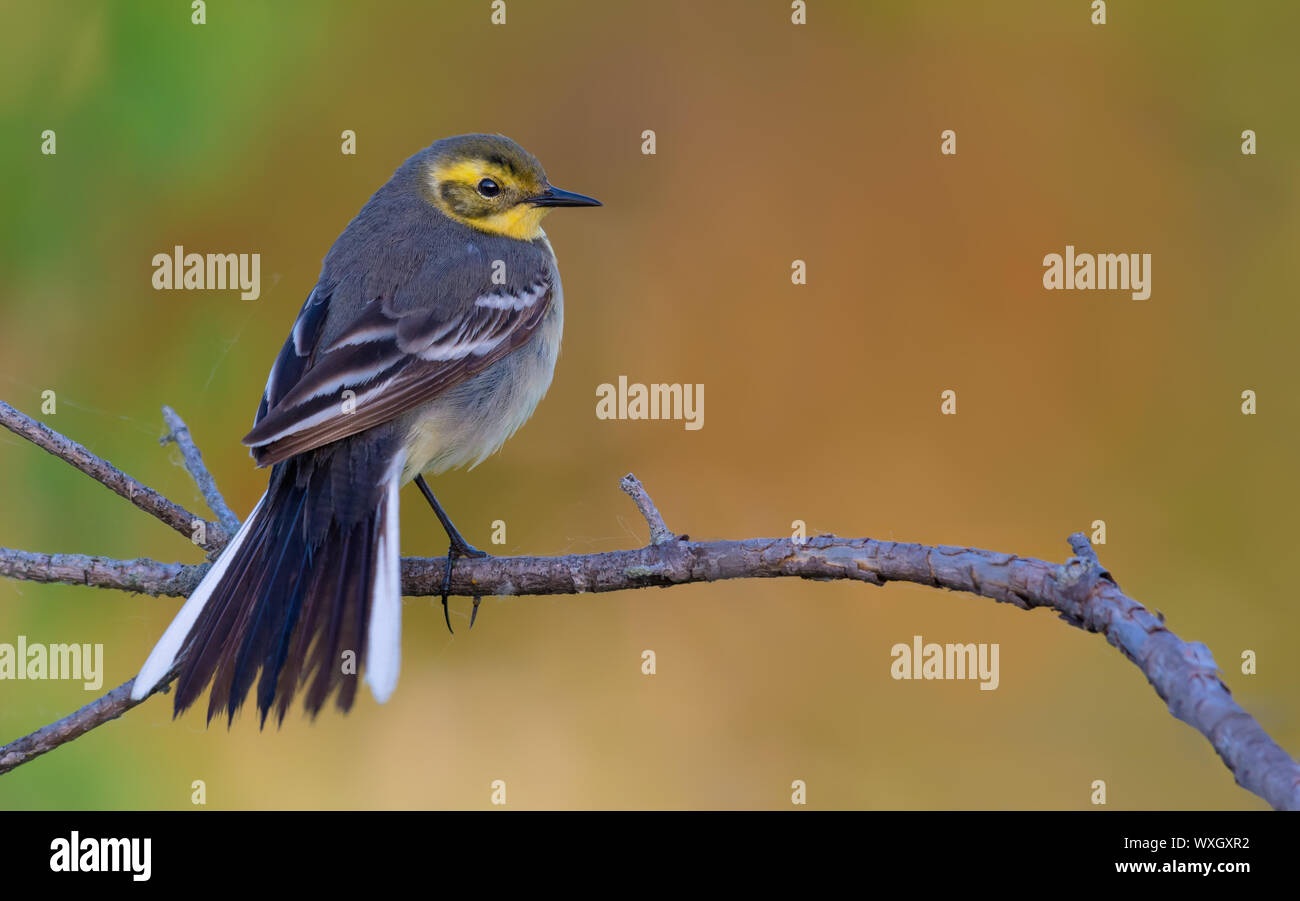 Elegant female Citrine wagtail posing with spreaded fan tail and feathers Stock Photo