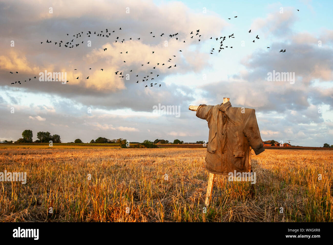 Dawn flight of pink-footed geese over Burscough, Lancashire. UK Weather. 17th Sept, 2019. Scarecrow in a field on a sunny start to the day over the arable fields of West Lancashire. As the harvest of grain crops is underway huge flocks of migrant pink foot geese arrive from northern climes to pick over the remains of the harvest spread over the fields. Pink-footed geese also feed on improved grassland, ideally near their night-time roost sites. About 280,000, 80% of world population winter in the UK. Stock Photo