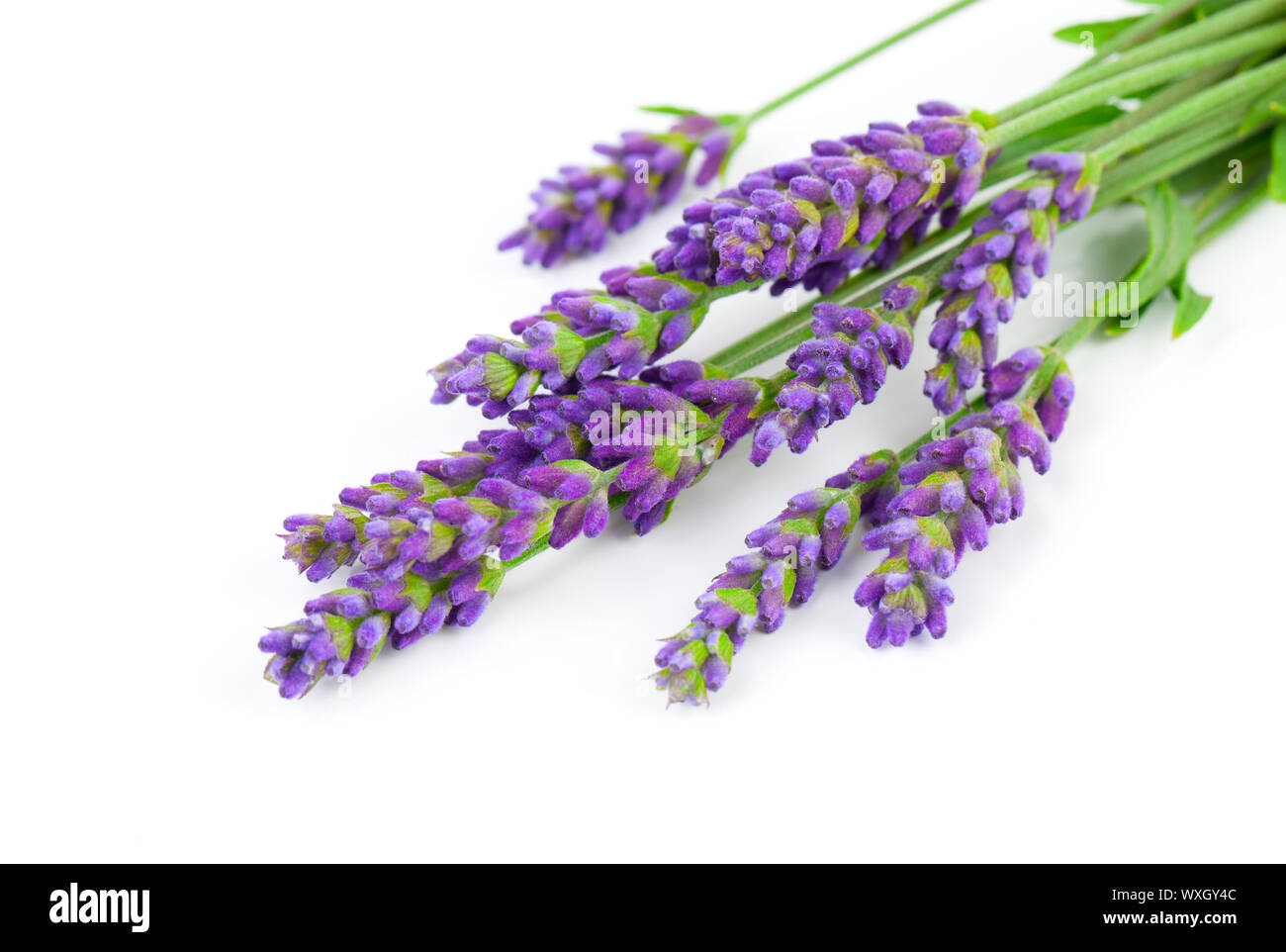 a bunch of lavender flowers on a white background Stock Photo - Alamy