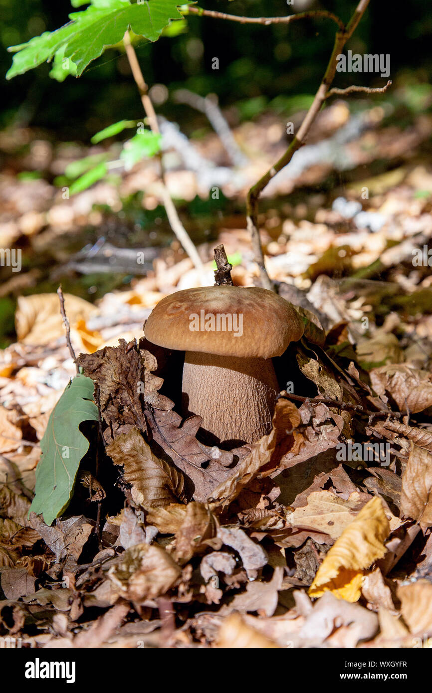 boletus-edulis-cep-penny-bun-porcino-or-king-bolete-usually-called
