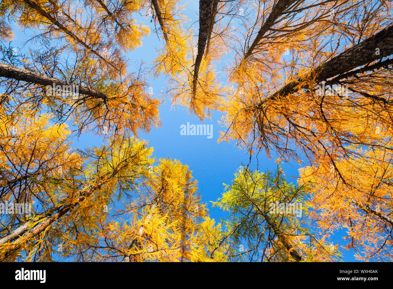 Common Larch, European Larch (Larix decidua). View through the treetops of a forest in autumn into the sky. Stock Photo