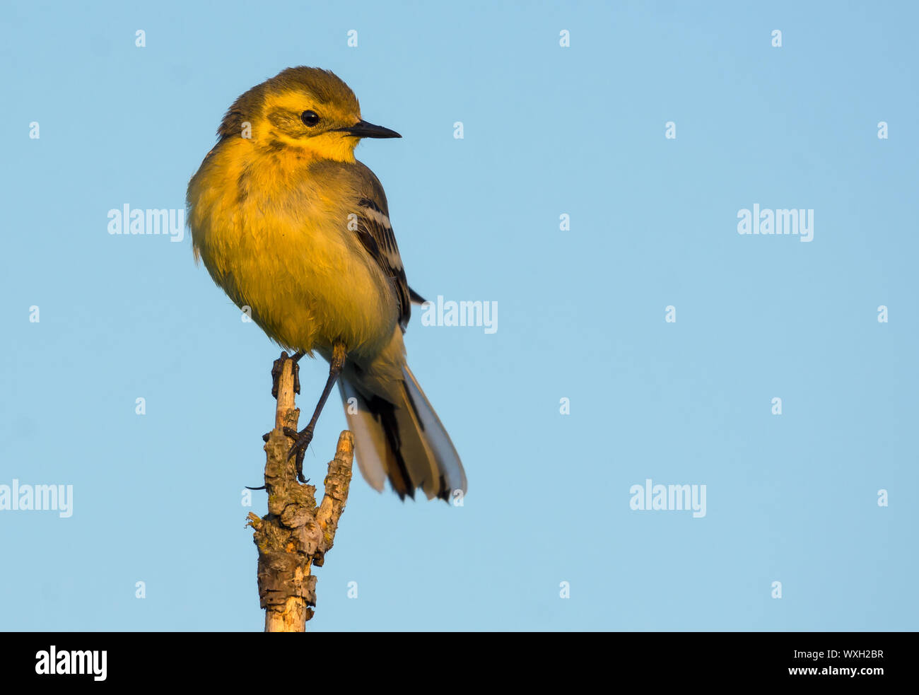 Female Citrine wagtail sits on very top of small branch with light sky background Stock Photo