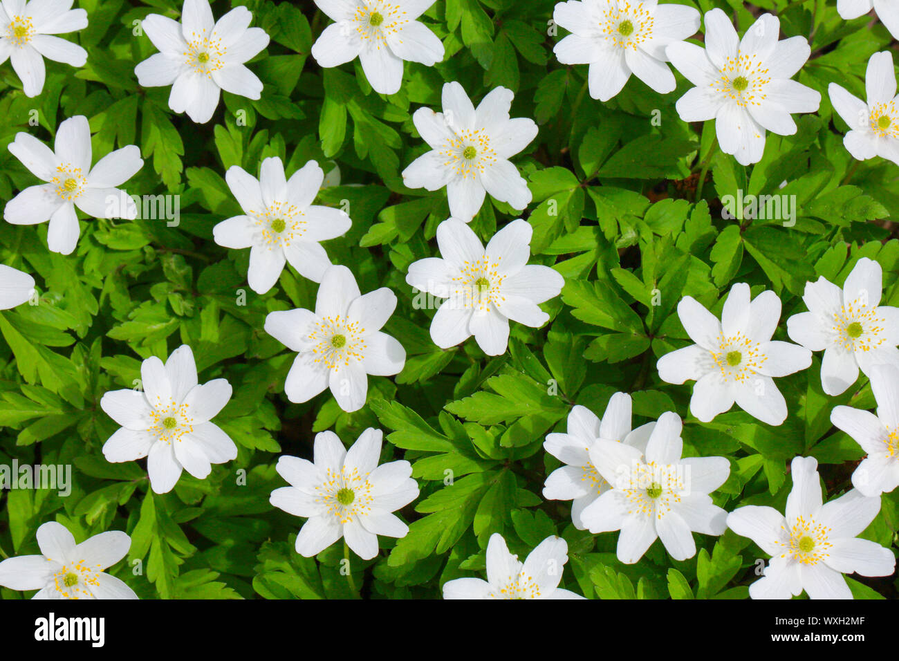 Wood Anemone, Windflower (Anemone nemorosa). Many flowering plants. Switzerland Stock Photo