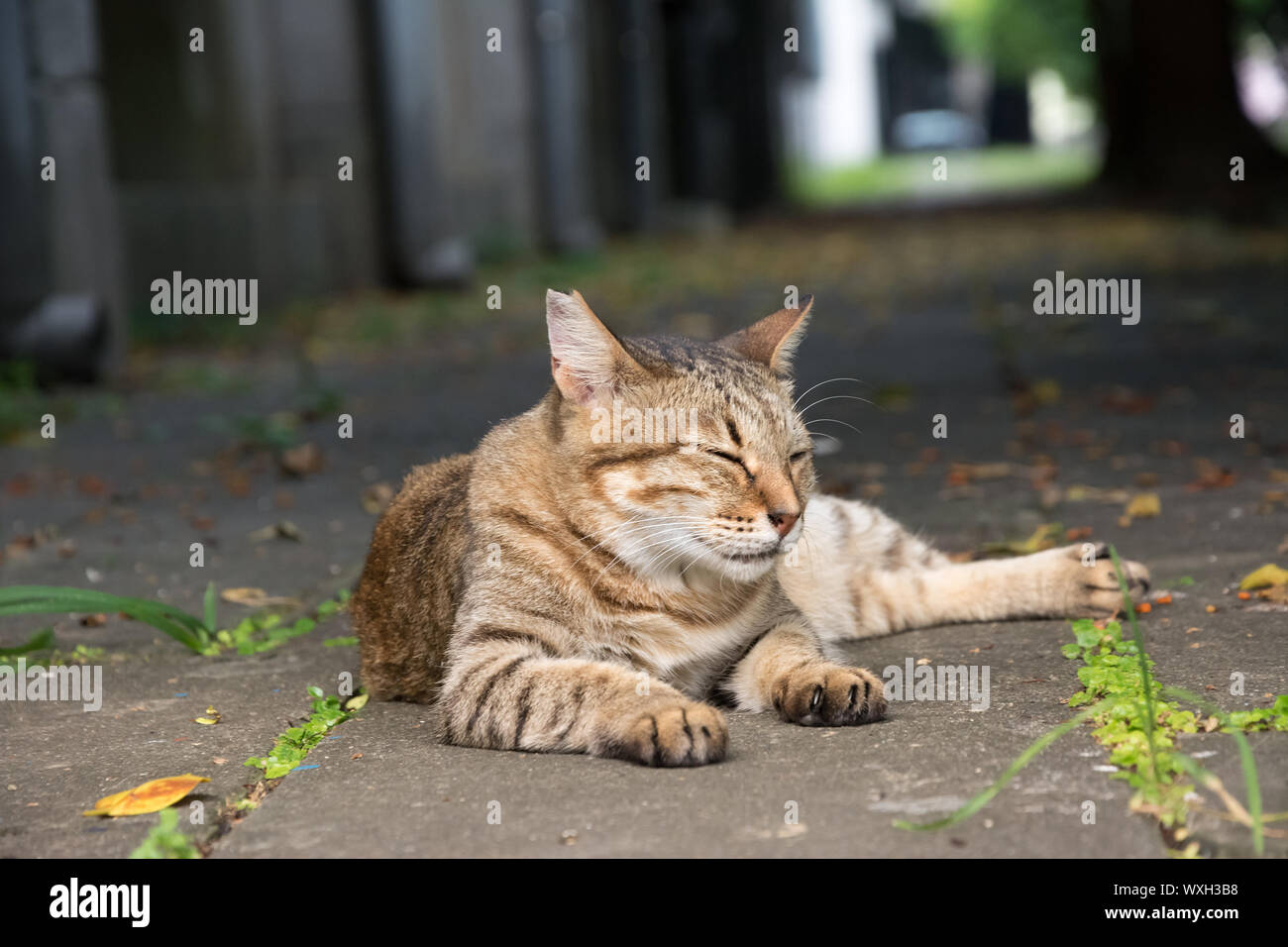 Stray tabby cat lay on ground in the street Stock Photo - Alamy