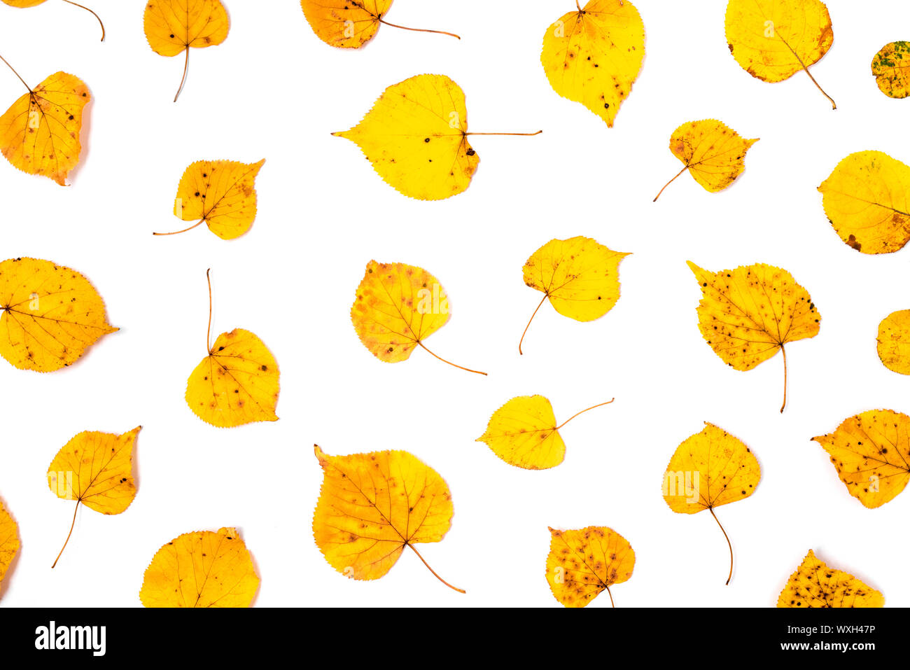 Autumn pattern made of yellow leaves on white background Stock Photo ...