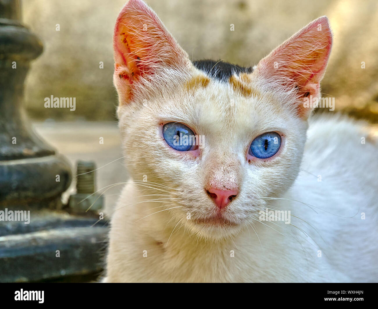 Vivid blue eyes hires stock photography and images Alamy