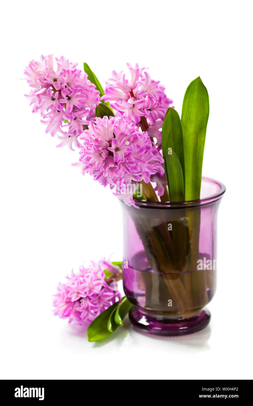 Beautiful Hyacinths in vase over white Stock Photo Alamy